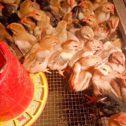 内江三黄鸡苗，每天价格不同随行就市