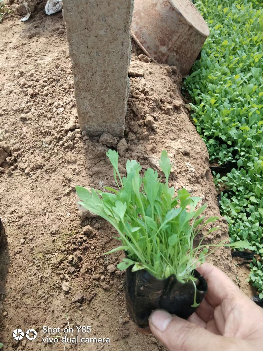  冰岛虞美人价格  多芽冰岛虞美人盆苗 冰岛虞美人货源充足