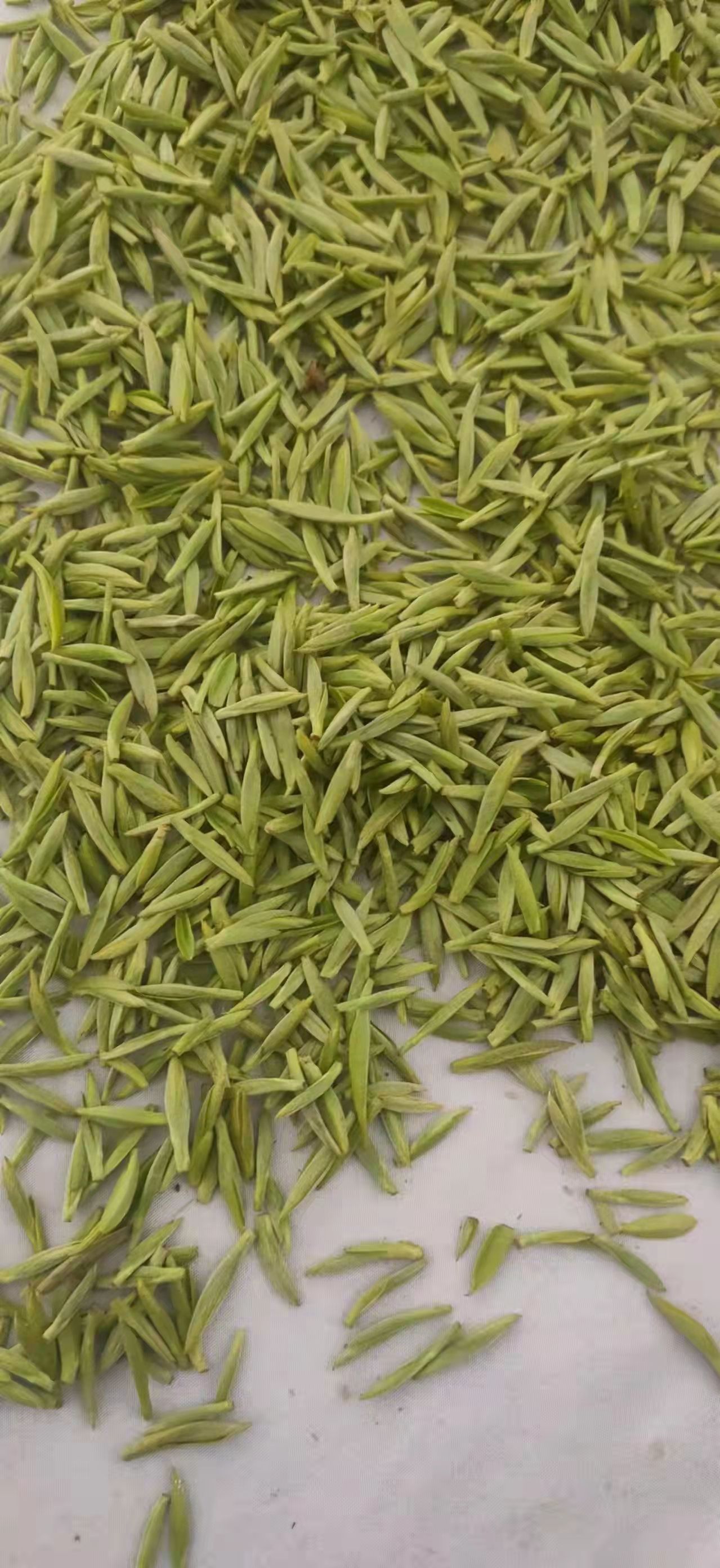 毛峰茶 每天各类鲜茶叶