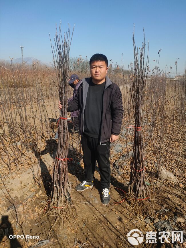 响富苹果苗 全红晚熟苹果苗苗 众成一号