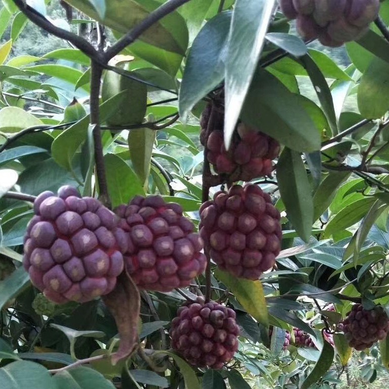 粉红黑老虎苗  黑老虎苗圃基地实生苗现挖