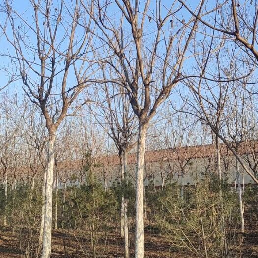 北京退林处理北栾树8-12公分及，价格低有要的联系