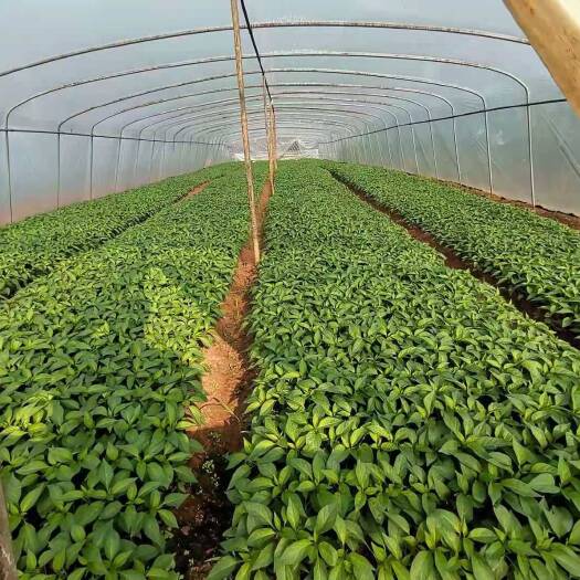 醴陵市线椒苗 产地批发各种菜苗，线椒，茄，苦瓜，番茄，丝瓜，南瓜，