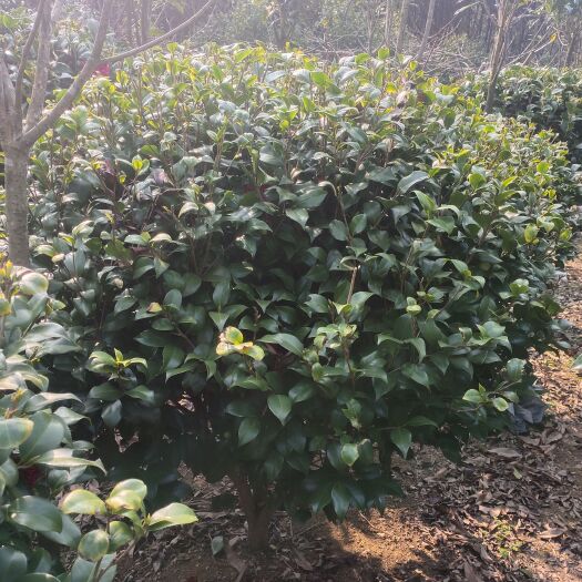 桂东县1米冠茶花球，上车价，拍前请联系