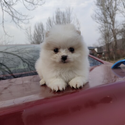 舞钢市博美犬 茶杯犬博美俊杰哈多利博美小体两个月母
