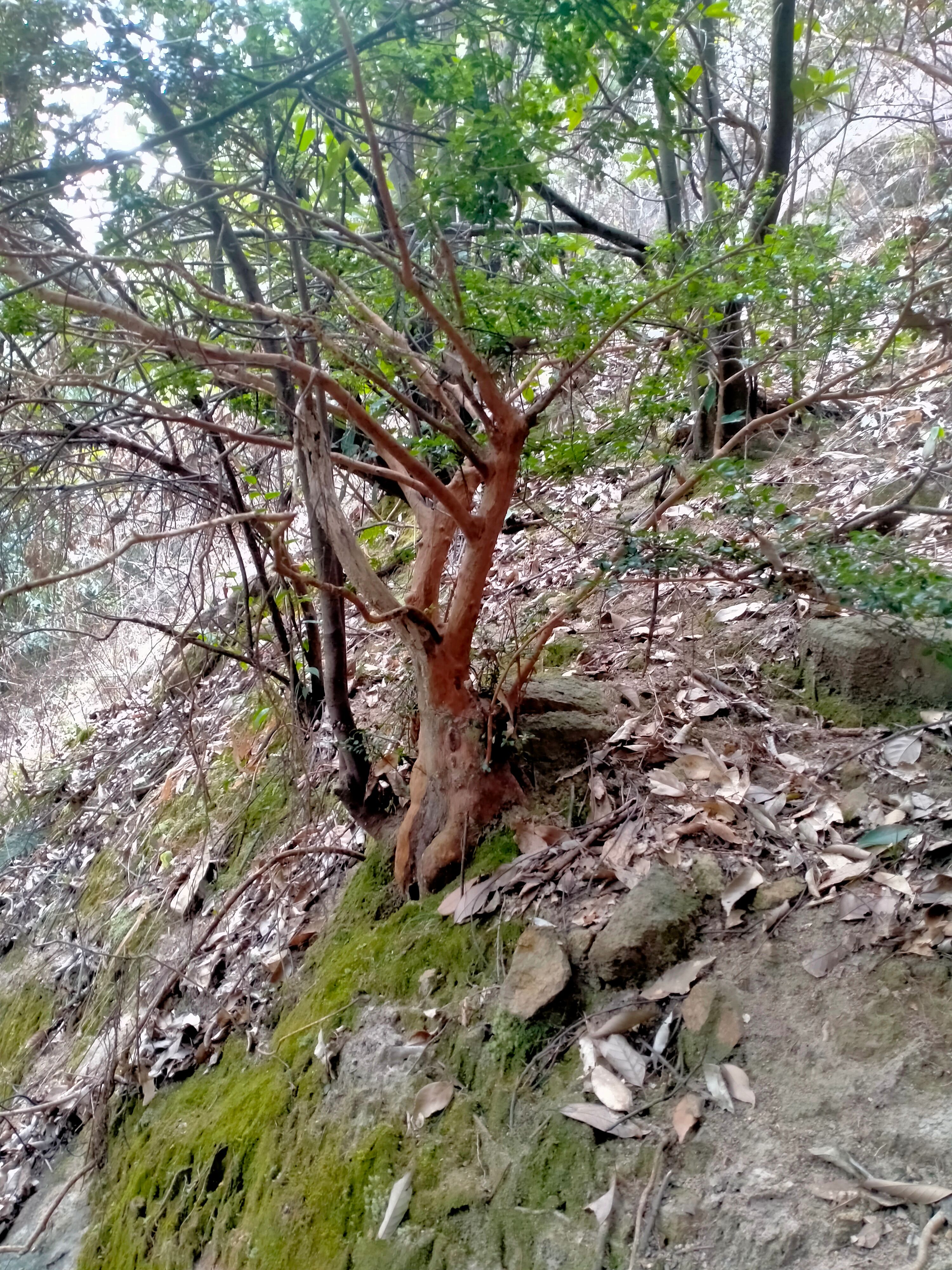 赤楠桩  赤楠，小叶赤楠，赤楠老桩是家庭，庭院，造型景观