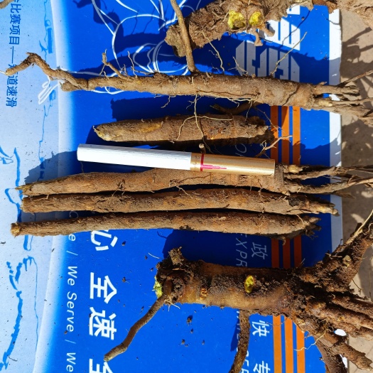 襄汾县 鲜黄芩