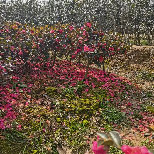庐江县茶梅树苗茶梅花苗庭院阳台室内外 耐寒花卉 茶梅盆栽老桩茶梅