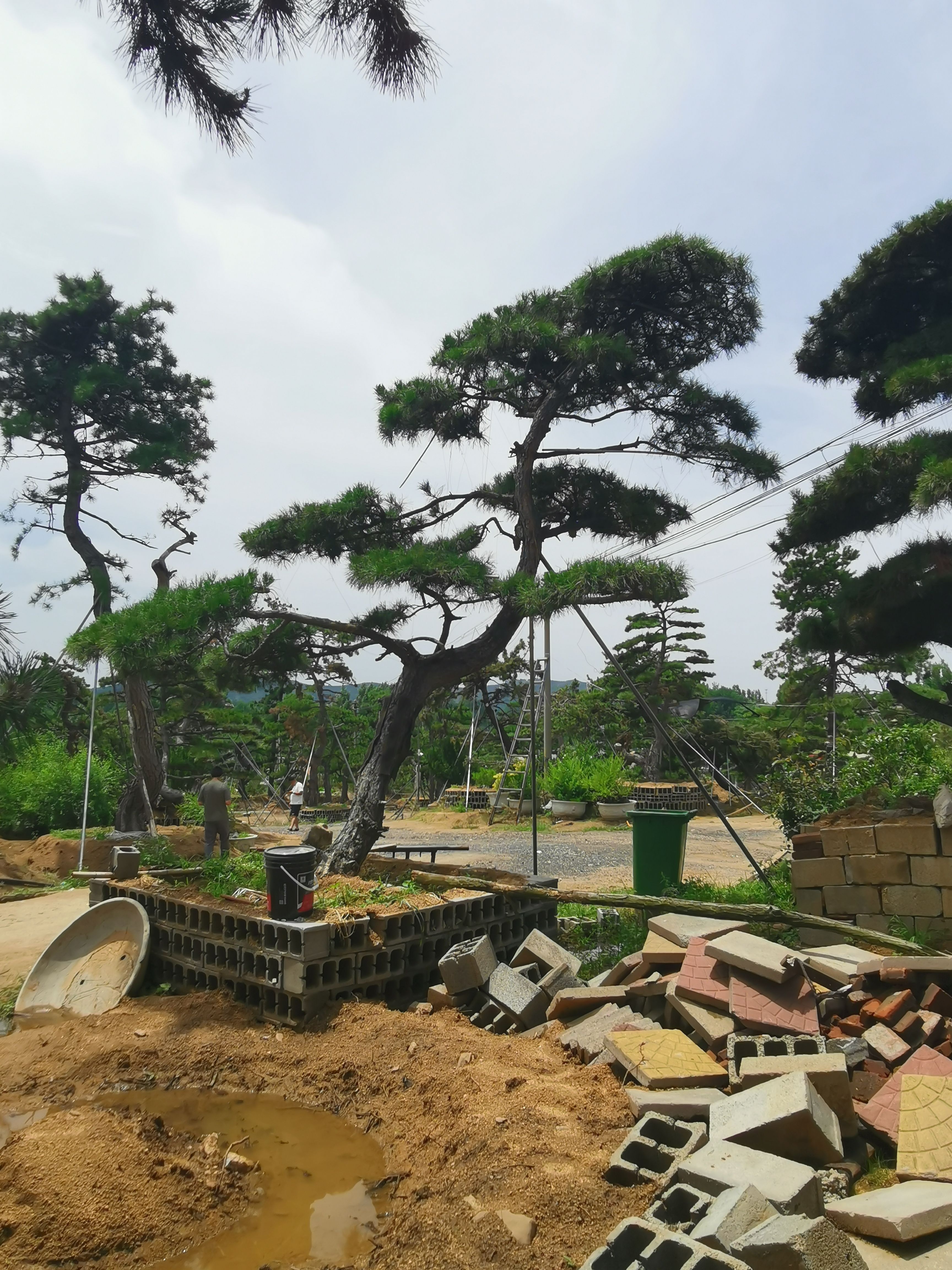 造型松，造型油松，造型黑松，泰山造型松，造型松基地