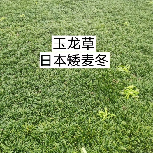 襄樊 玉龙草