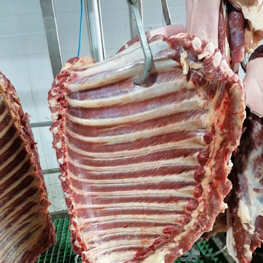 宁津县鲜马肉 鲜马排，精修去油，质量保证