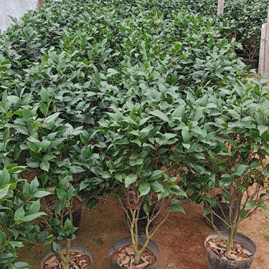 漳平市茶花树 茶花盆栽绿化不带花苞原盆原土发货