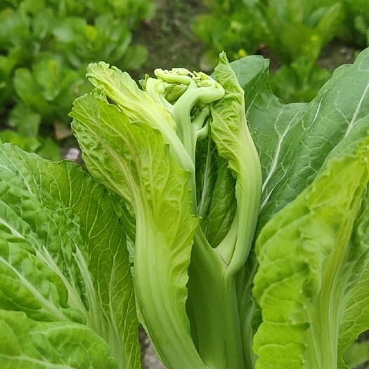 柳城县花菜 芥菜花