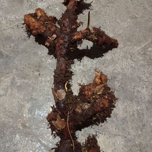荔波县骨碎补  爬岩姜  通货  鲜货   不包邮