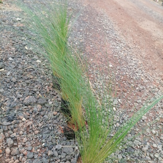 宜良县细叶针芒    云南细叶针芝  苗地直销