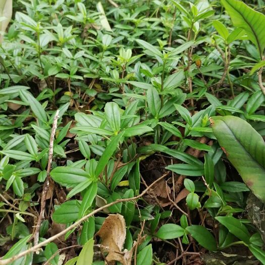荔波县石吊兰