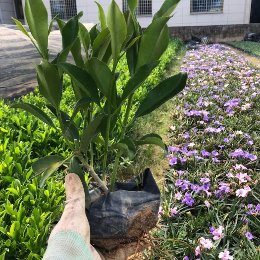 漳浦县非洲茉莉