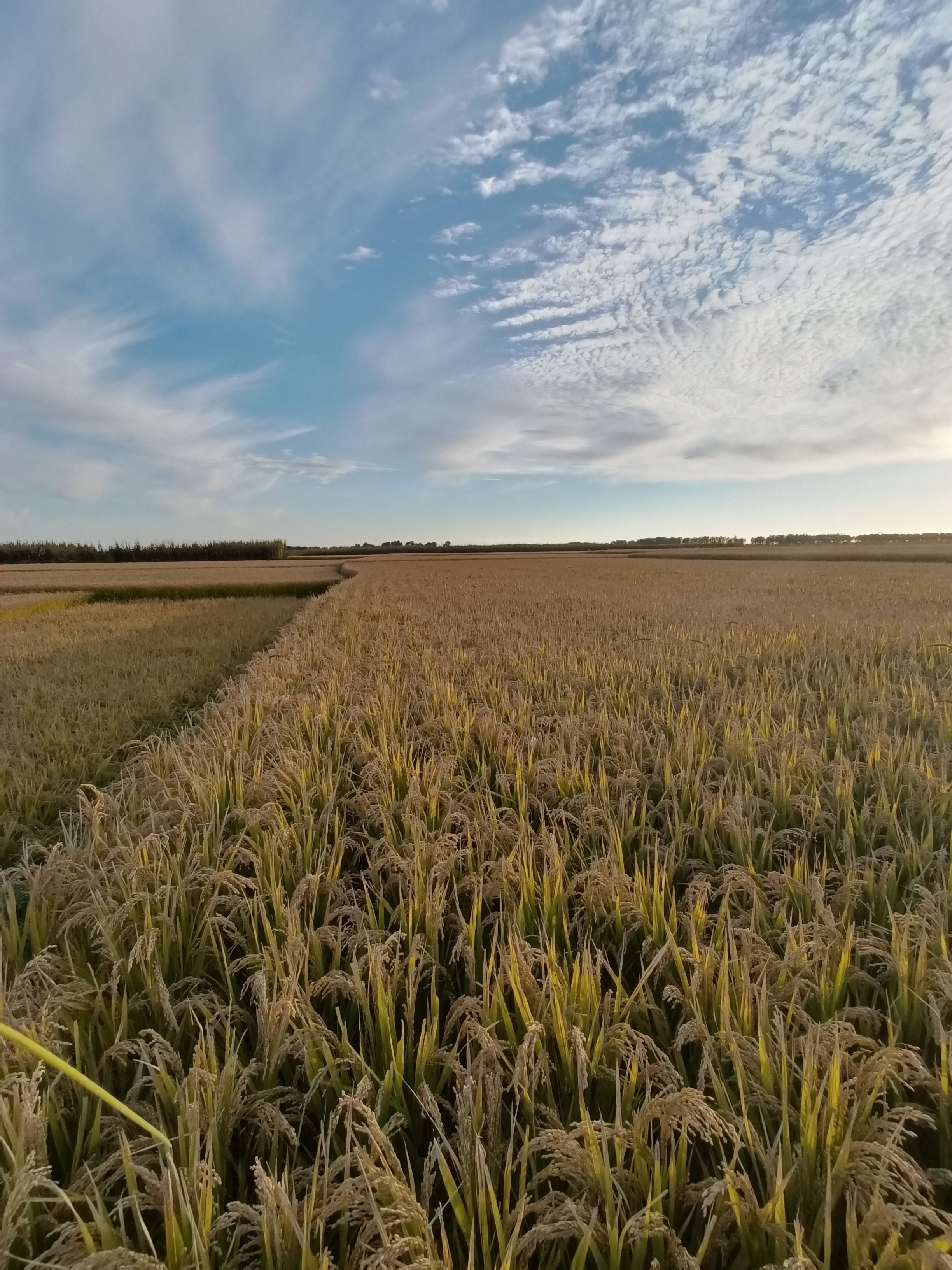 粳稻谷  正宗吉林小粒香
吉粳830
吉宏6