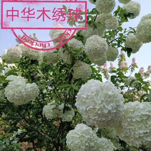 郯城县 中华木绣球斗球 各种规格  假一赔十