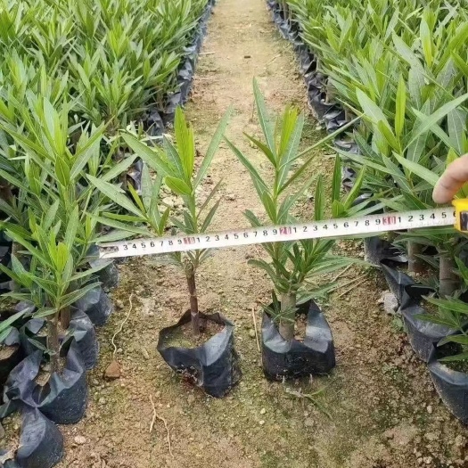 黄花，粉花夹竹桃  多种颜色供应