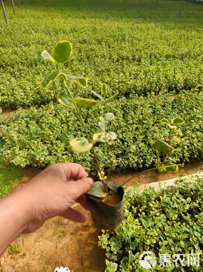  花叶常青藤价格 花叶蔓长春工程苗批发  大量供应