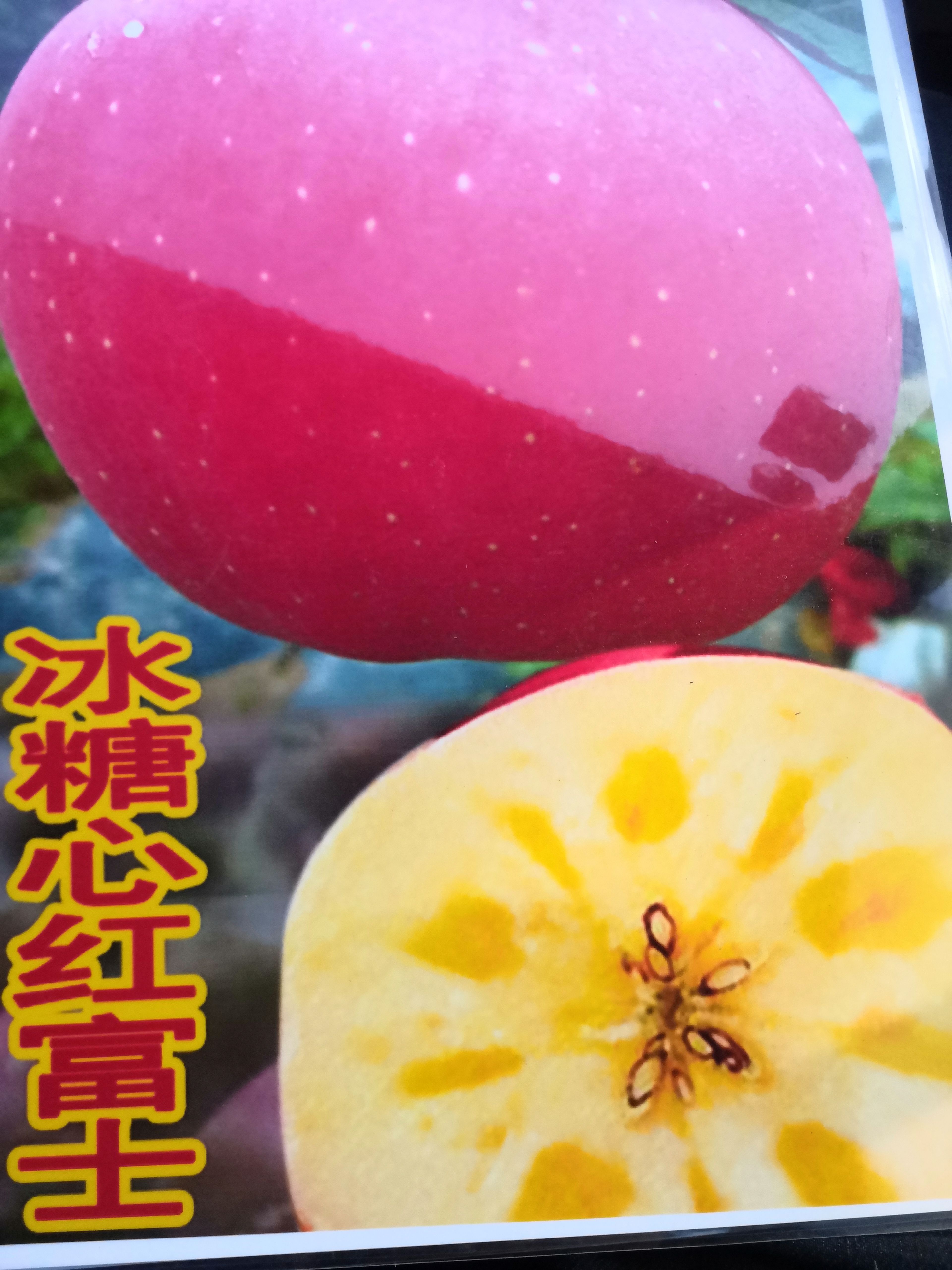郯城县苹果盆栽红肉苹果盆景