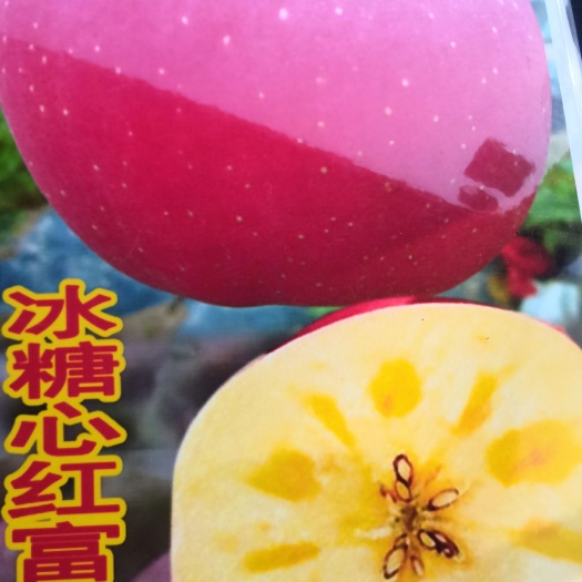 郯城县苹果盆栽红肉苹果盆景批发