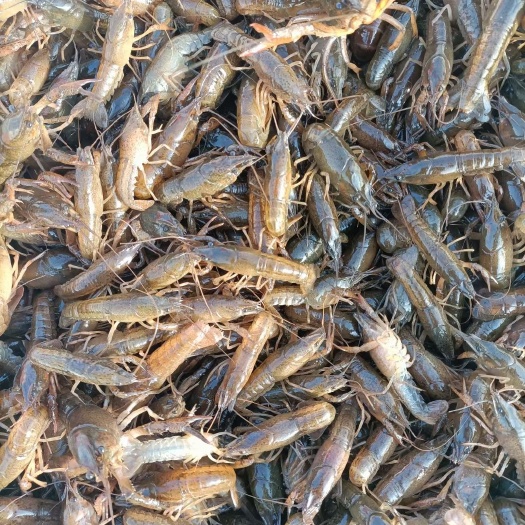 襄樊小龙虾苗  （热卖）龙虾苗 80-100尾左右一斤 基地直供