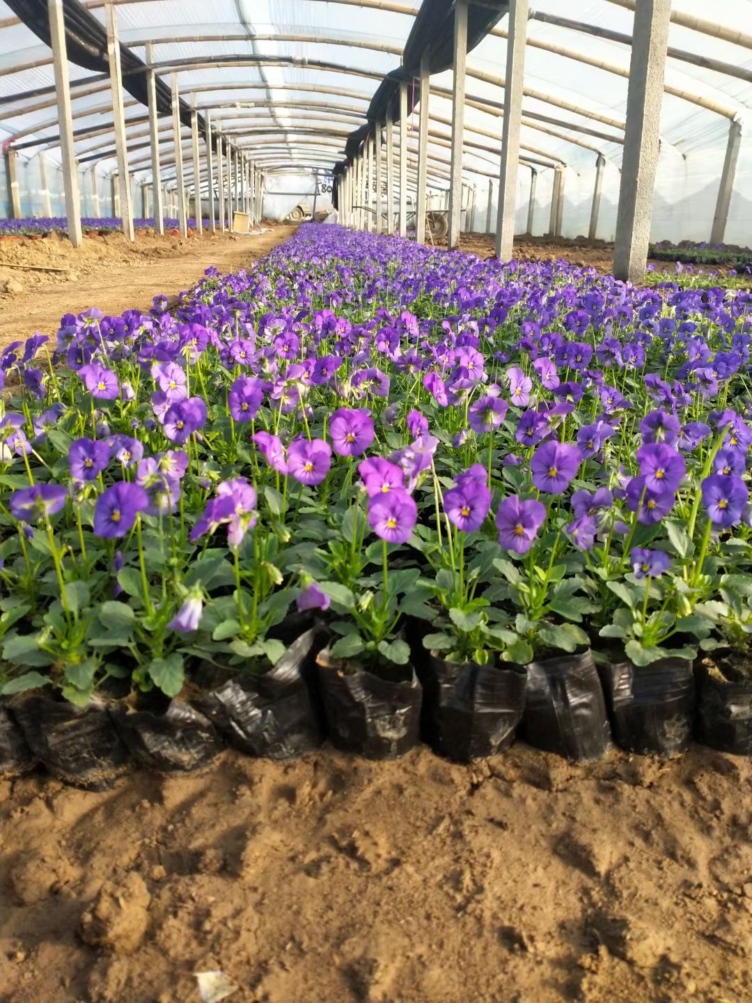 三色堇双色盆  三色堇小盆 三色堇颜色多规格全货源充足