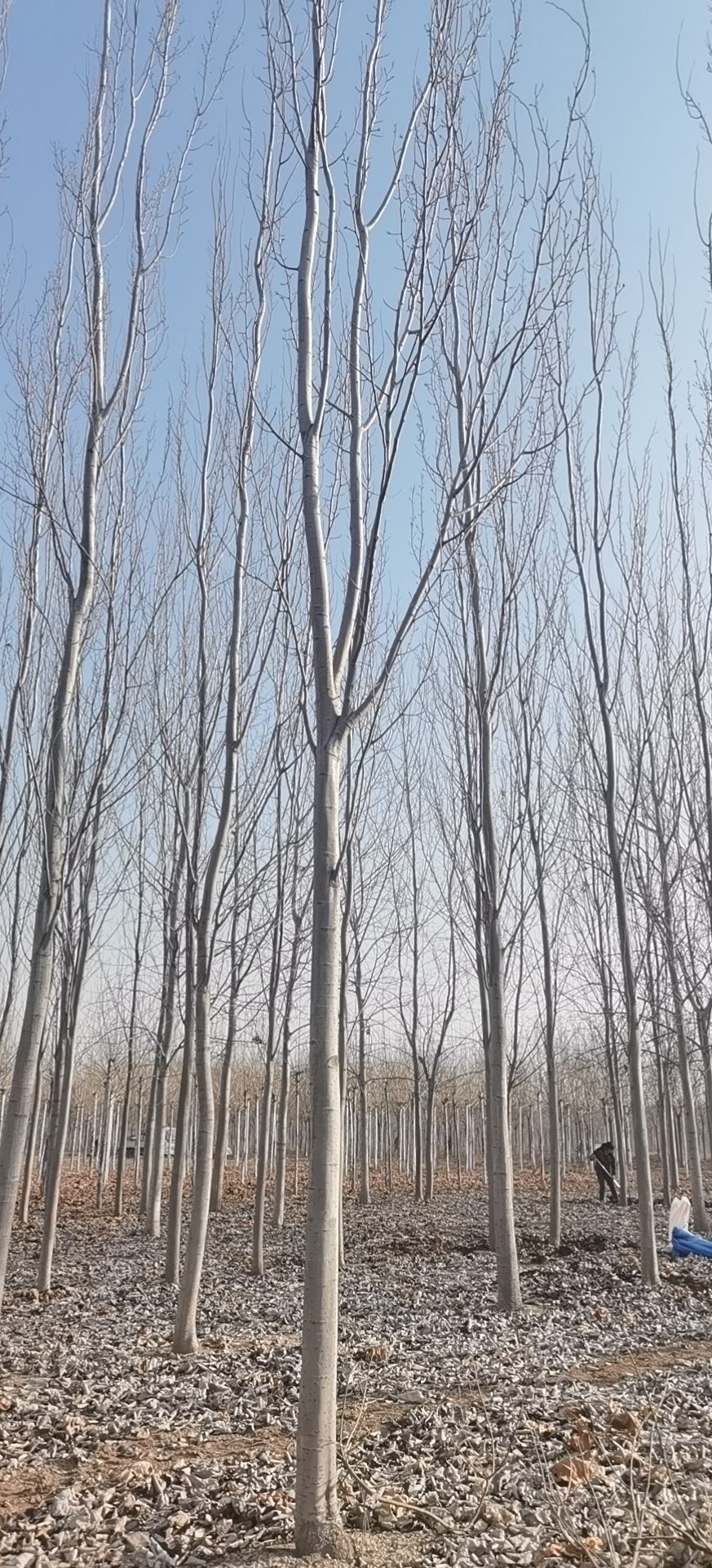 博野县 毛白杨
