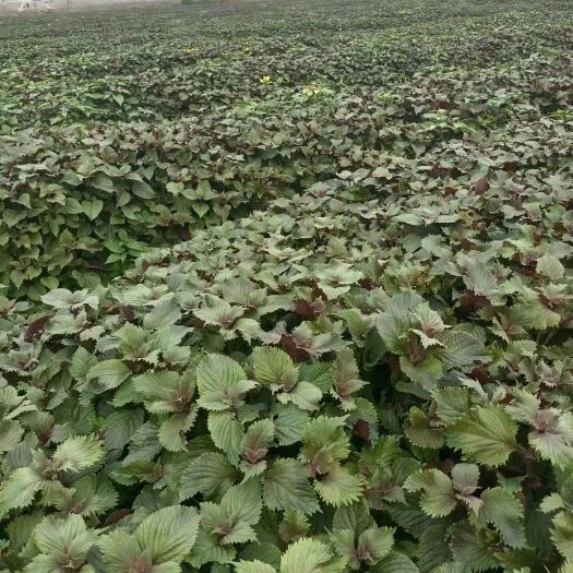 清远新鲜紫苏 香味扑鼻，根壮叶大，大量低价出售