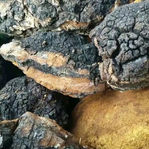 大兴安岭 桦树泪桦树茸