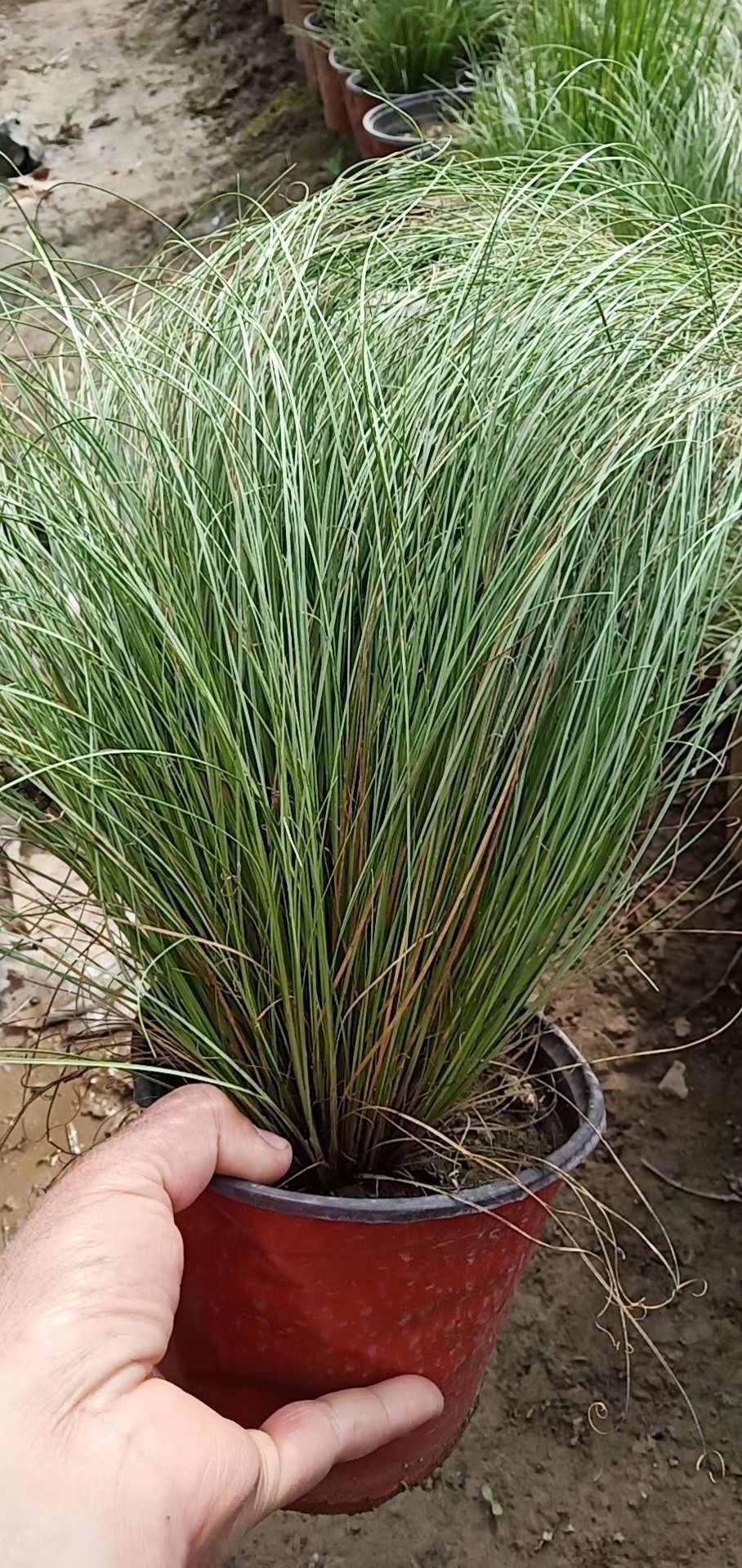 灯芯草 灯心草价格 灯心草工程苗 灯心草双色盆 专业种植大量供应