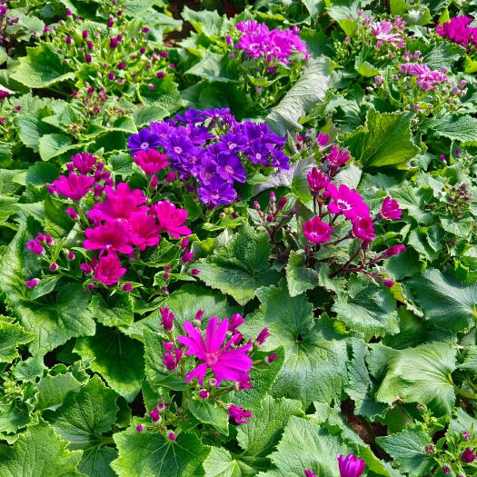 青州市瓜叶菊盆栽 瓜叶菊（基地直发 量大价优）