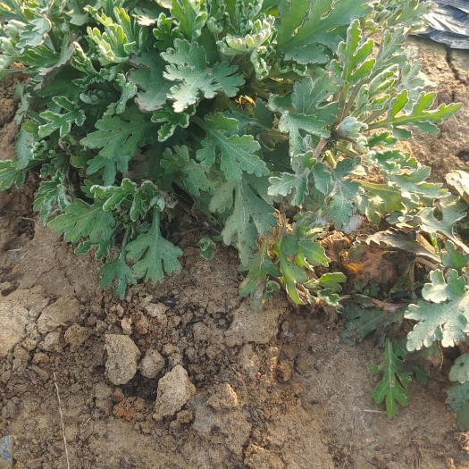 铜陵金丝皇菊苗 金丝皇菊，桃菊苗预订