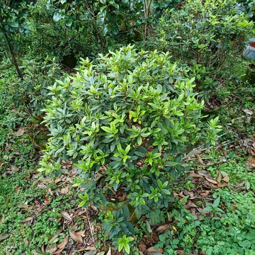 阳朔县毛杜鹃中杯毛杜鹃60-80公分球
