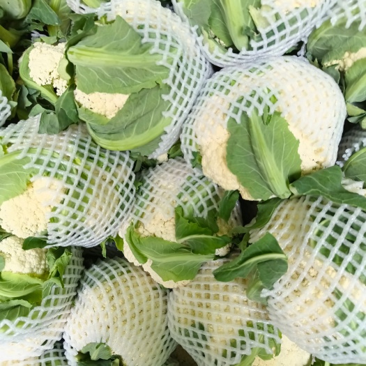 师宗县白花菜花 云南松花菜新鲜散花菜