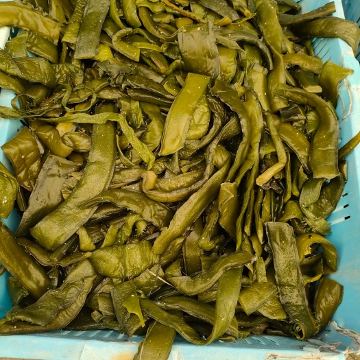 荣成市 裙带菜