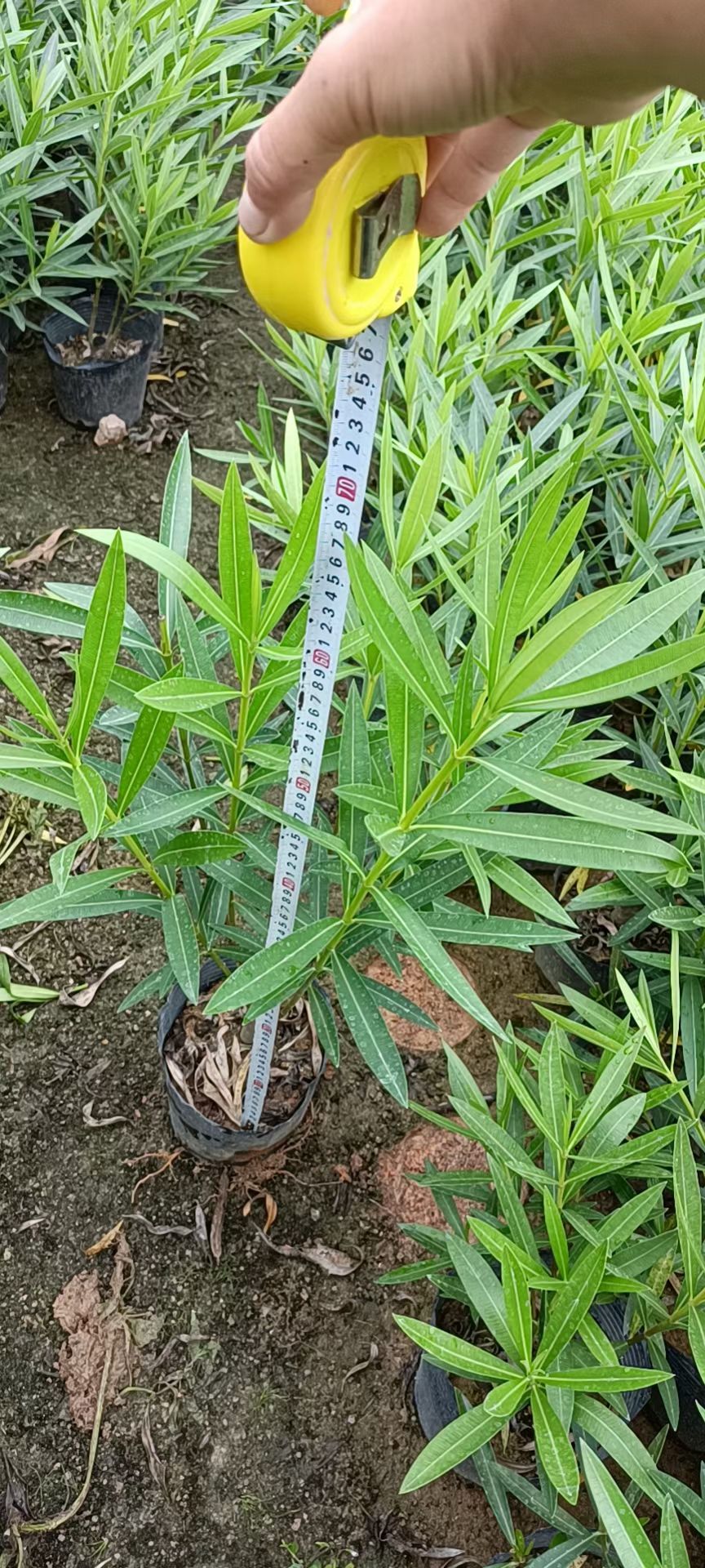 黄花，粉花夹竹桃  多种颜色供应