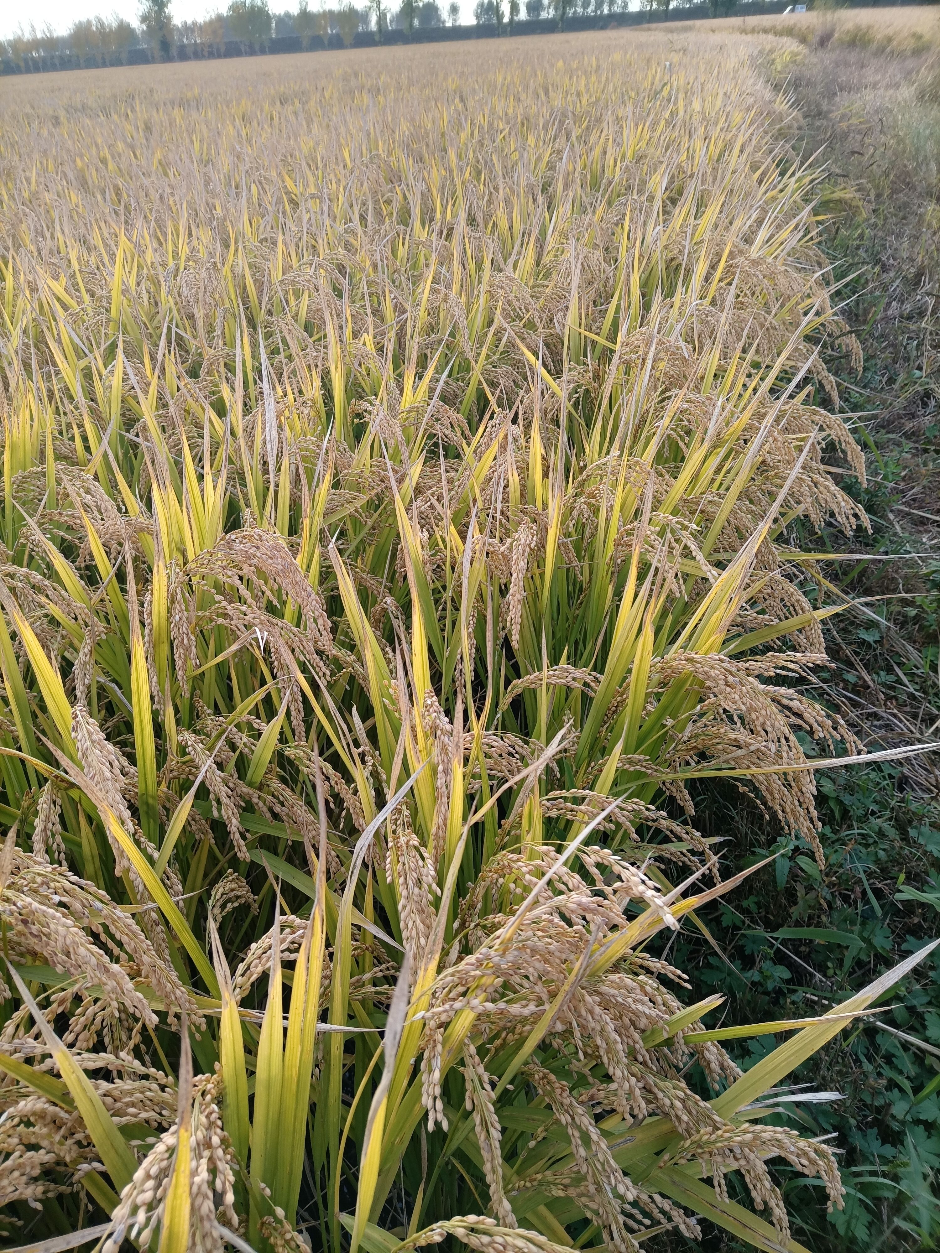 粳稻谷  正宗吉林小粒香
吉粳830
吉宏6