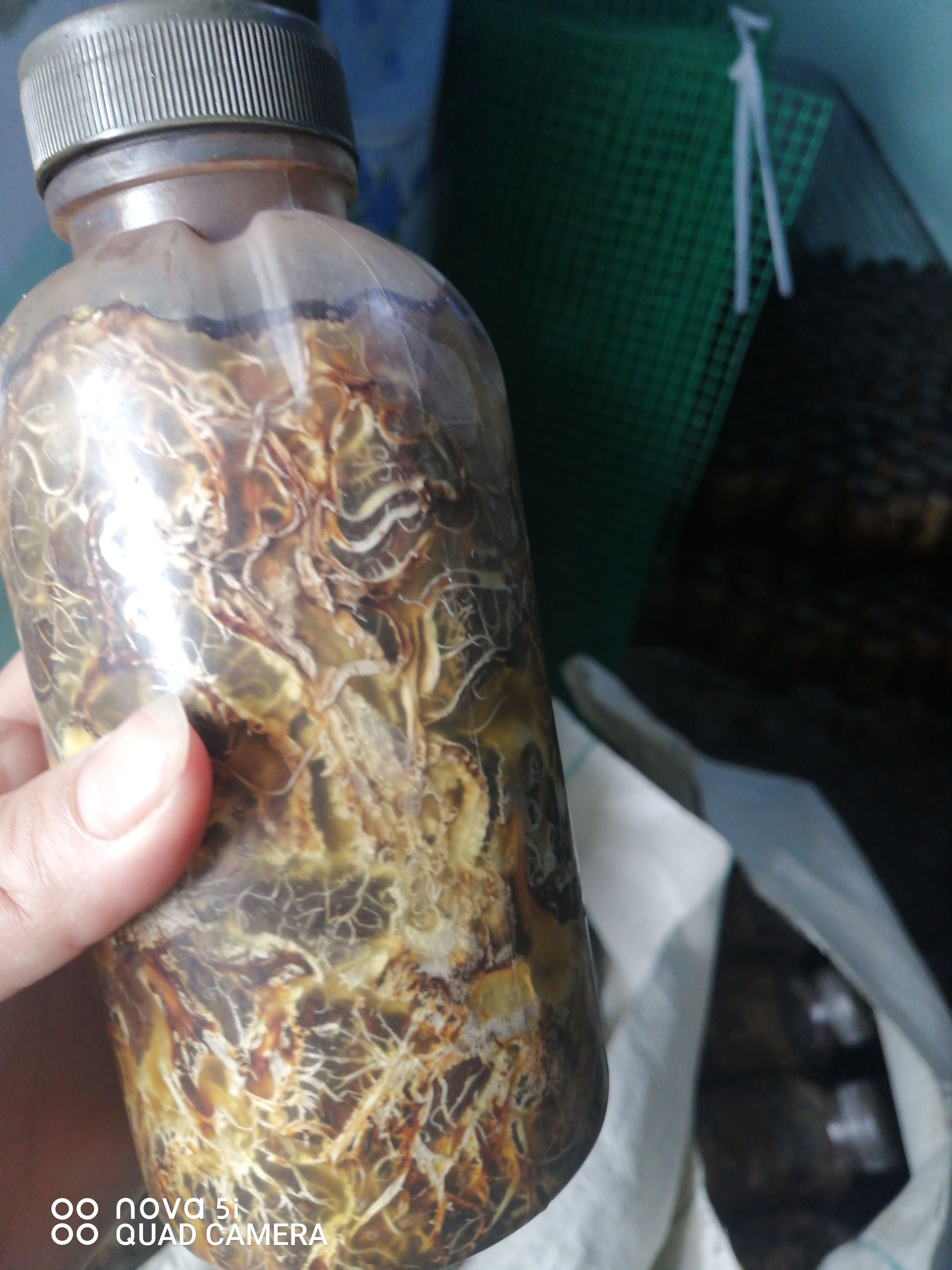 汉中天麻蜜环菌种 枝条蜜环菌