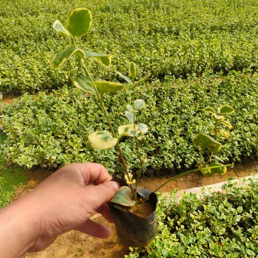  花叶常青藤价格 花叶蔓长春工程苗批发  大量供应