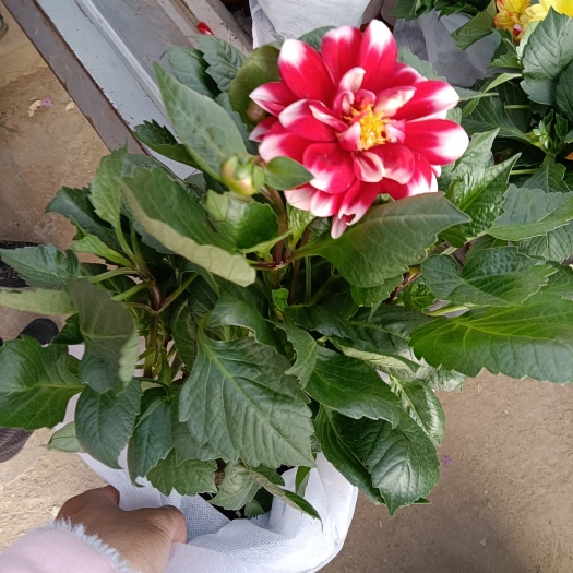 小丽花 