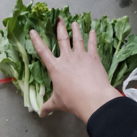 汉川市白菜苔 白菜心 上车价上车价
