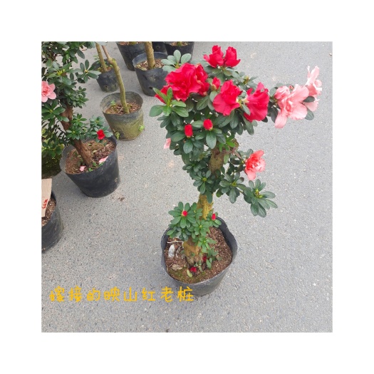 漳平市嫁接四季杜鹃花盆栽