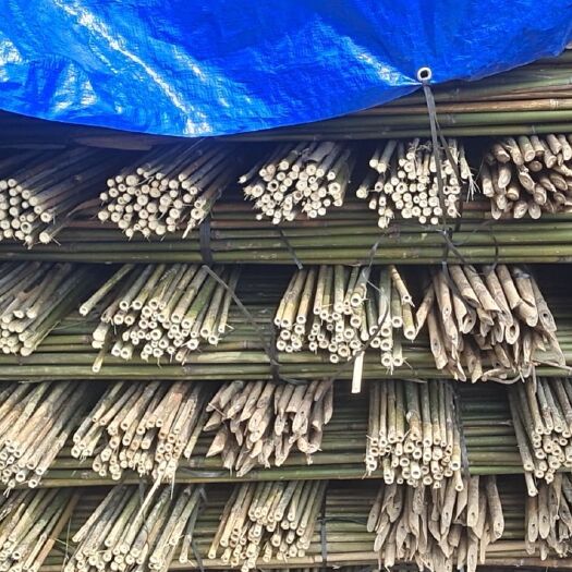 岑溪市竹子支撑杆……豆角，东瓜，西红柿，辣椒等农用绿化支撑杆