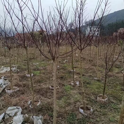 全州县枫香树 红枫