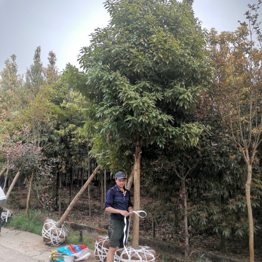祁阳市10公分楠木