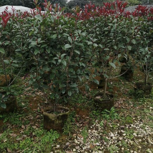 阳朔县火焰红 红叶石楠