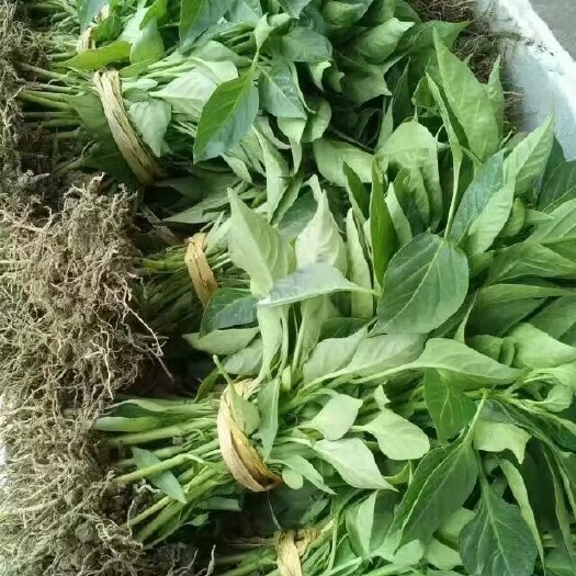 醴陵市辣椒苗